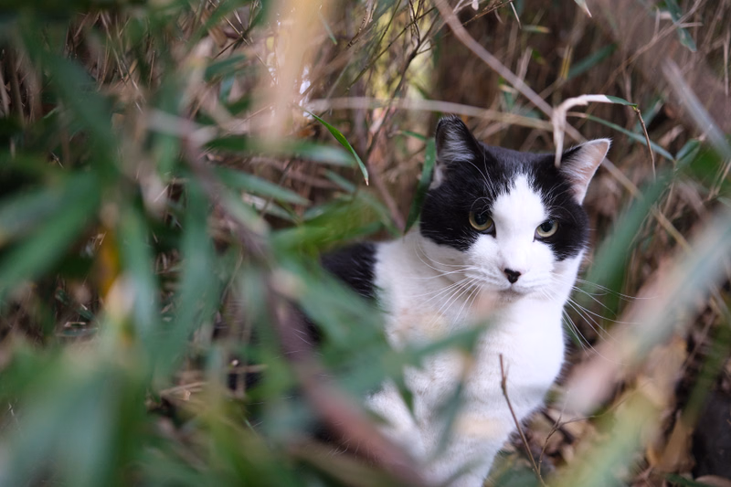 A black and white cat peeks out from behind green foliage in a garden setting.