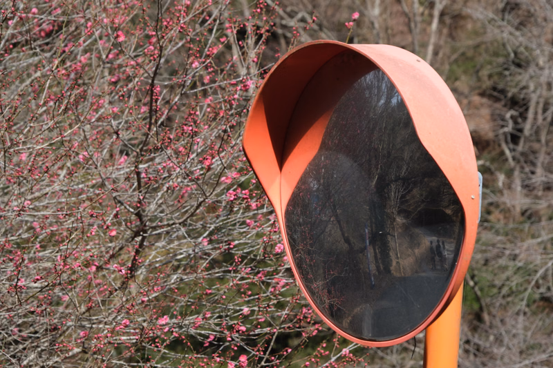 A large, orange, egg-shaped birdhouse is visible next to a blooming tree with pink blossoms.