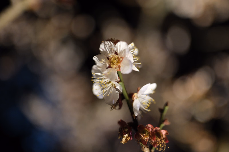 A close-up photograph of small white flowers blooming on a branch against a blurred, dark background.