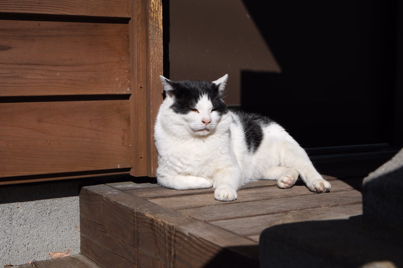 A fluffy black and white tabby cat rests on a wooden deck next to a brown wooden structure.