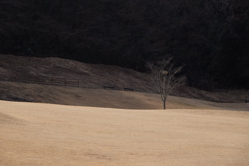 A solitary, bare tree stands in a dry, grassy field against a dark backdrop of woods and a sloping hill.