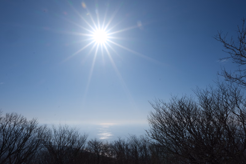 A bright sun shines over a calm ocean horizon, viewed above a line of silhouetted trees.