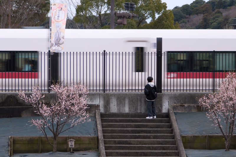 A person stands on concrete steps in front of a white building with a black fence, surrounded by blooming cherry trees.