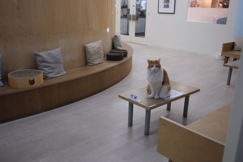 A fluffy orange and white cat sits on a small wooden table in a bright indoor area next to a curved wooden shelf.