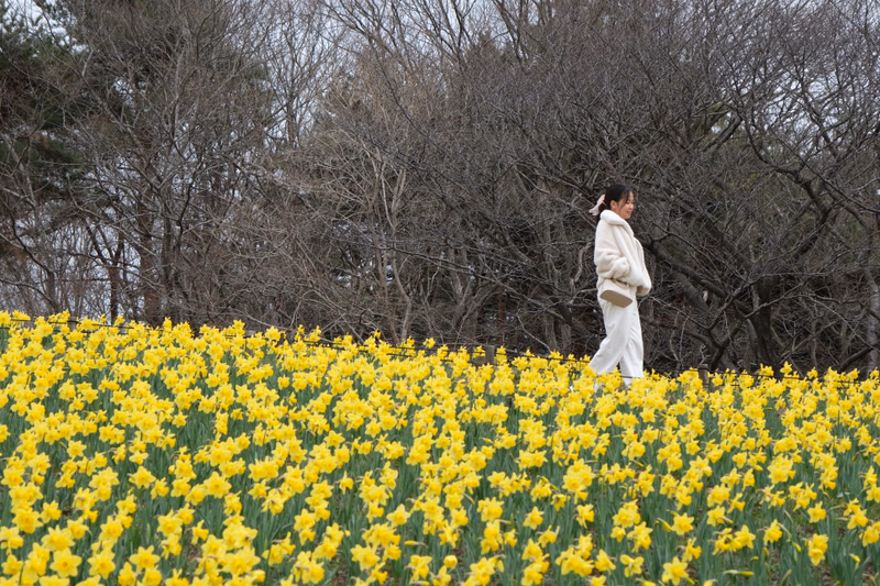 A woman in a light coat stands among a field of bright yellow daffodils in a park setting.