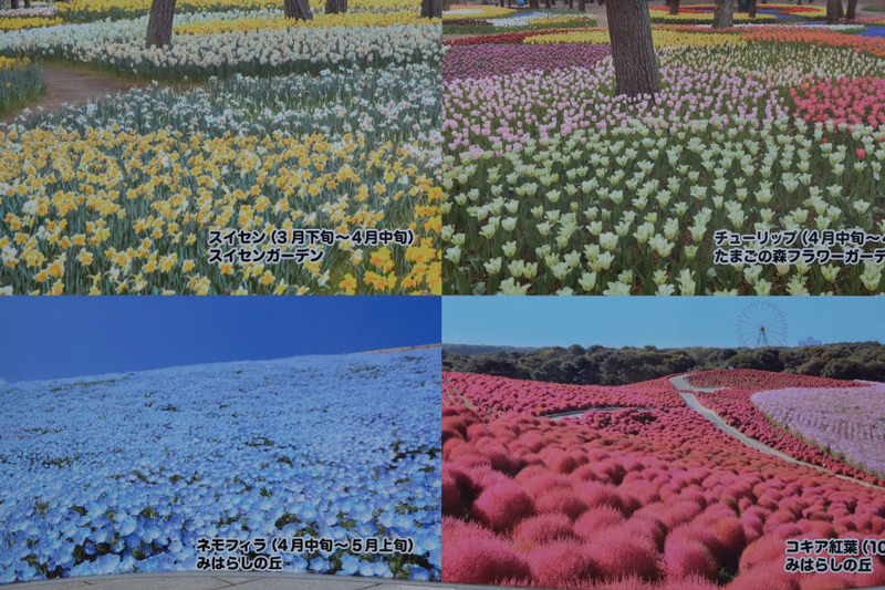 A vibrant spring flower garden featuring yellow and white flowers under trees.