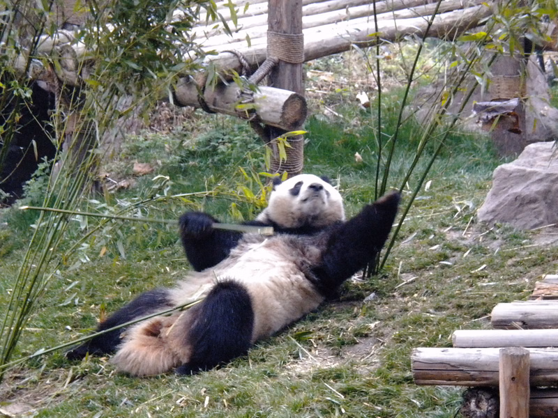 A giant panda is resting on the grass near a wooden fence surrounded by bamboo plants.