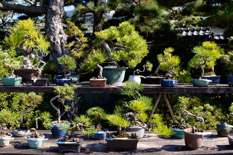 A collection of various shaped bonsai pine trees are displayed in pots on a wooden surface outdoors.