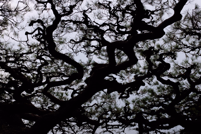A dense canopy of dark pine tree branches spreads across a bright, overcast sky.