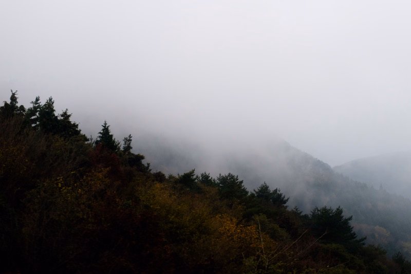 Dense fog blankets a hillside covered in dark evergreen and deciduous trees.