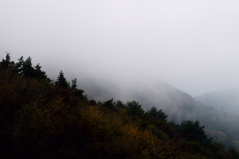 A misty mountain forest with fog rolling over the trees.