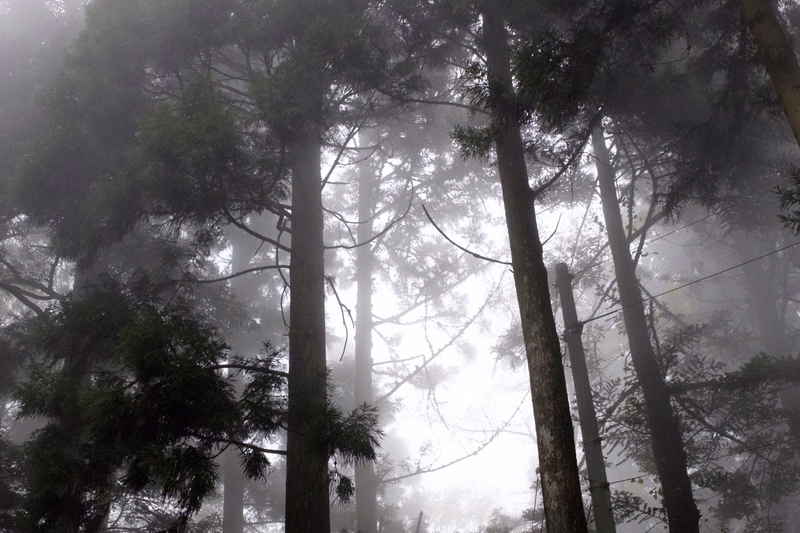 Tall trees rise through a dense layer of fog in a misty forest setting.