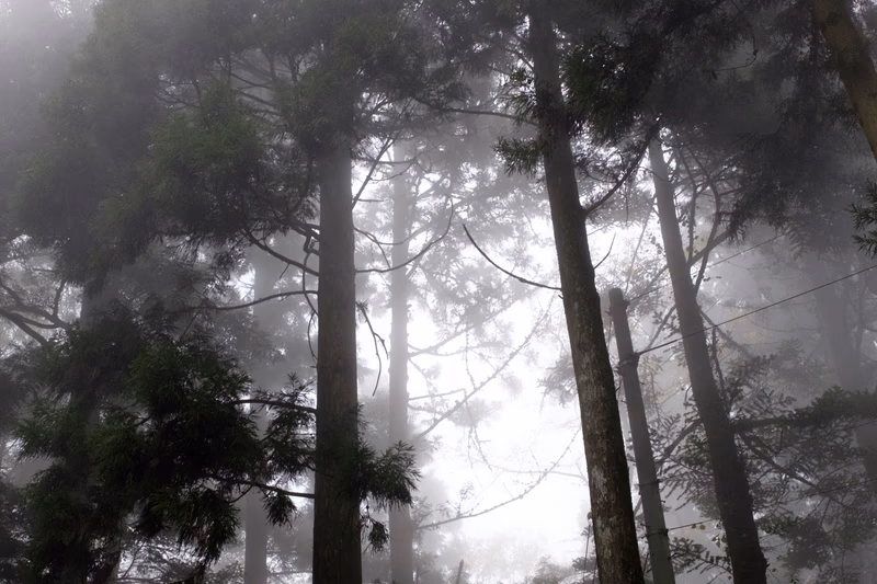 A dense forest shrouded in fog, with tall trees standing tall and mysterious.