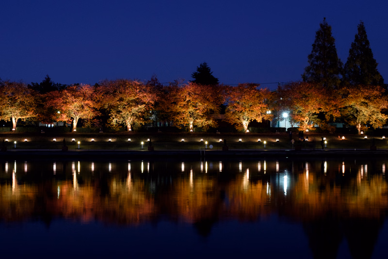 A row of illuminated trees along a bank reflects brightly in the dark water at night.