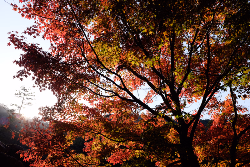 A large tree displays vibrant red and yellow autumn foliage against a bright sky.