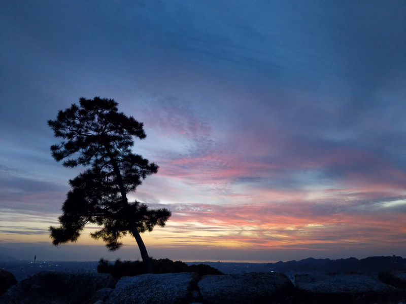 A silhouette of a pine tree stands against a vibrant sunset sky filled with pink and purple clouds over a distant horizon.