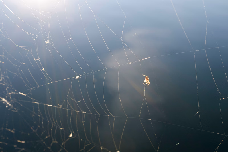A delicate spider web covered in dew drops is visible against a bright, hazy morning sky.