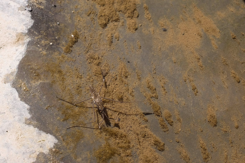 A large spider is visible on the wet, sandy shore near the edge of the ocean.