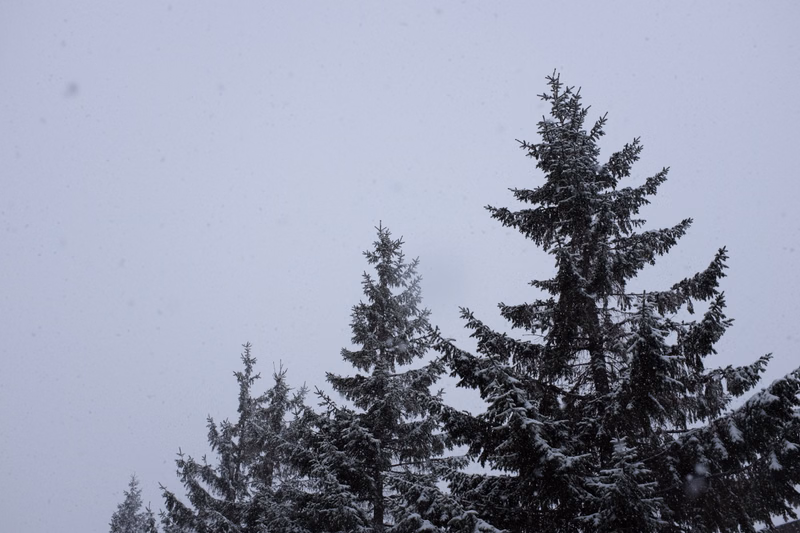 Several tall evergreen pine trees are covered in snow against a bright, overcast winter sky.