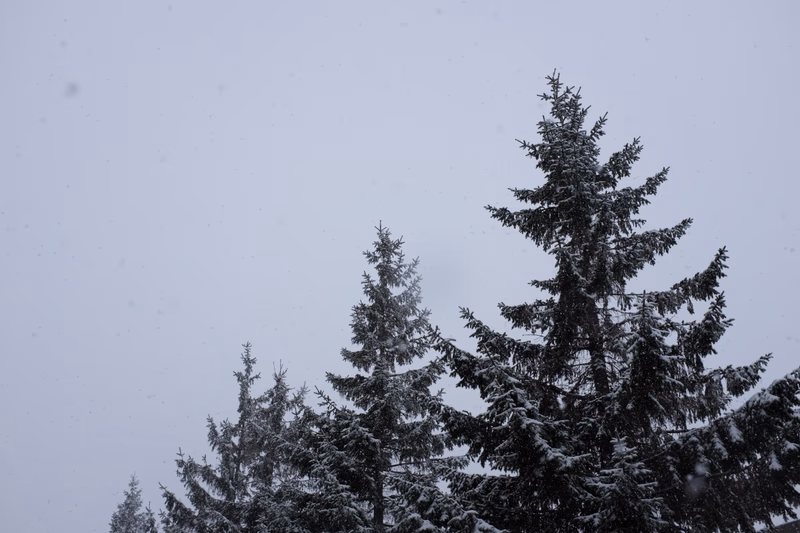 A snowy forest with tall trees covered in snow.