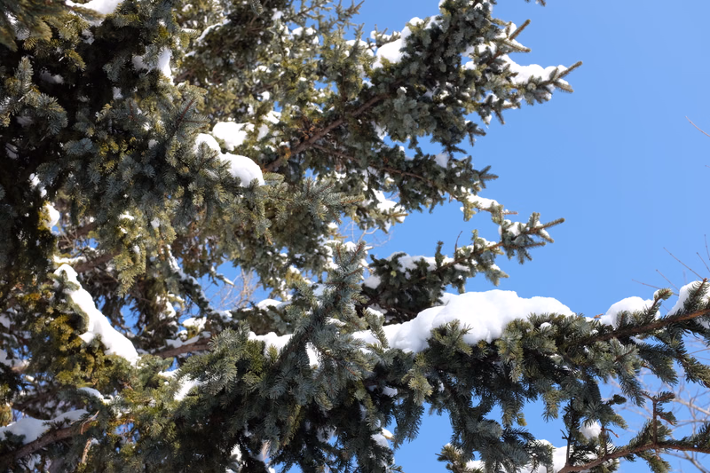 A close-up view of evergreen branches covered in white snow against a clear blue sky.
