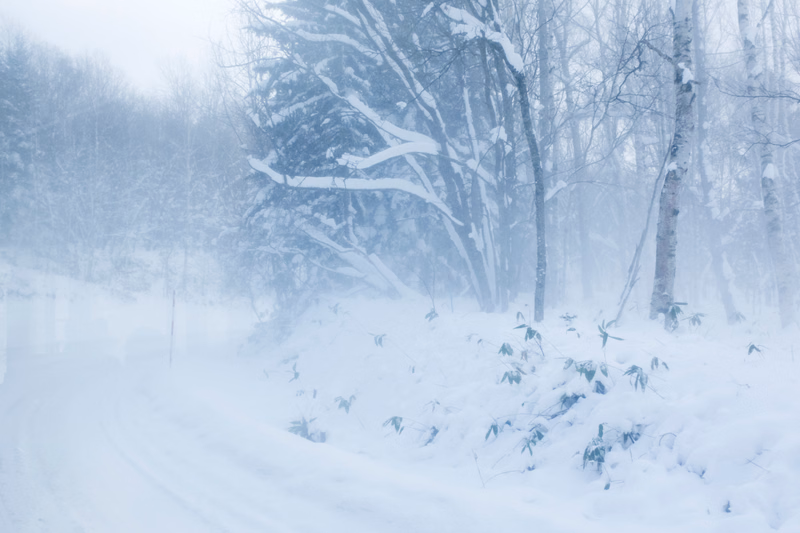 A snow-covered road winds through a dense, foggy forest of bare trees during winter.