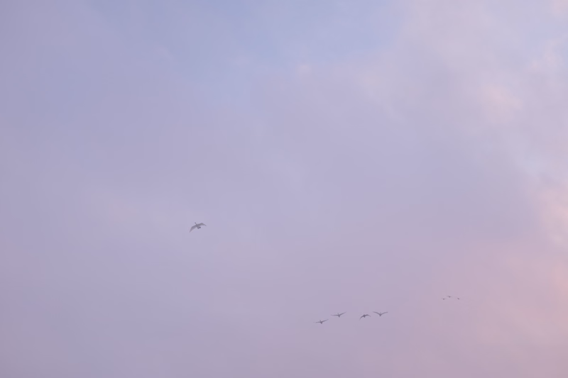Several birds are visible flying across a pale, cloudy sky during what appears to be sunset.