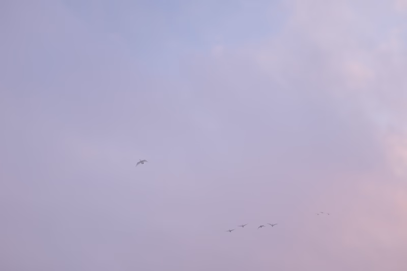 A serene sky with a plane and a flock of birds