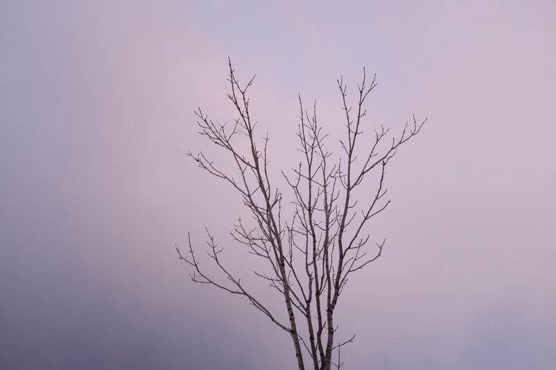 A bare, leafless tree stands against a pale, foggy, overcast sky.