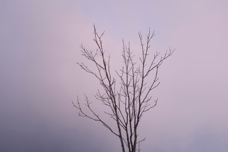 A tree in a winter landscape with a purple sky