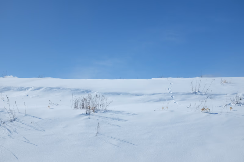 A serene winter landscape with snow-covered dunes and sparse vegetation under a clear blue sky.