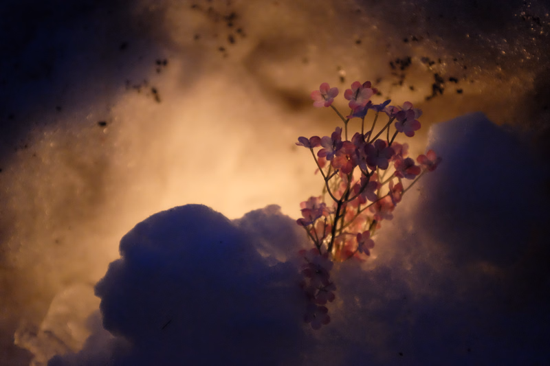 A small cluster of pink flowers blooms amidst a snowy, hazy winter landscape.