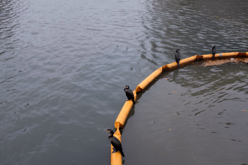 Several dark cormorants are perched along a curved, yellow pipe floating in dark water.