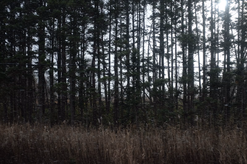 A dense forest of tall, dark pine trees stands behind a foreground of dry, tall grasses.