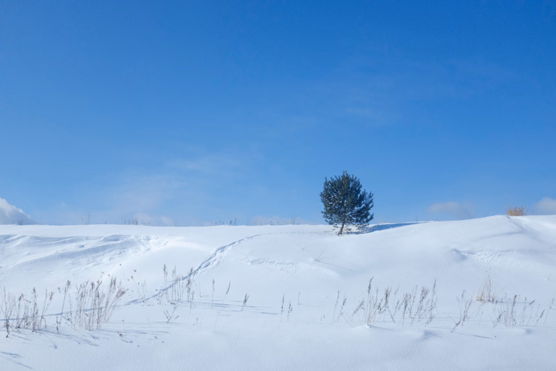 A solitary pine tree stands on a snow-covered hill under a bright blue winter sky.