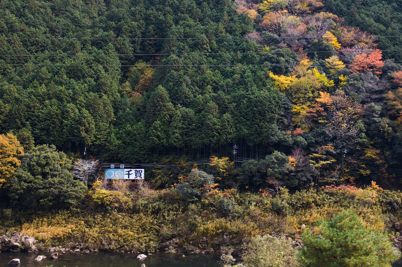 A sign reading "千賀" is visible near the base of a dense, mixed forest bordering a river, showing early autumn colors.
