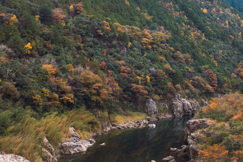 A dense forest with autumn foliage slopes down to a dark, rocky river in a mountainous area.