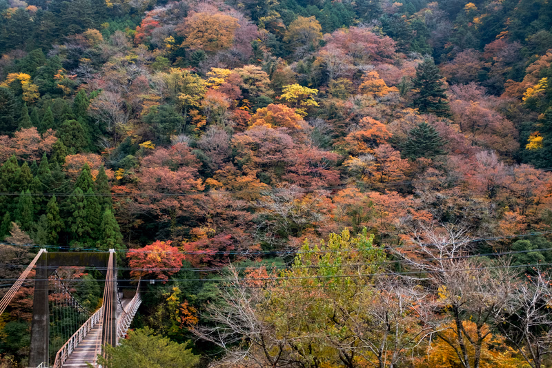A suspension bridge crosses over a dense mountain forest displaying vibrant autumn foliage in shades of red, orange, and yellow.