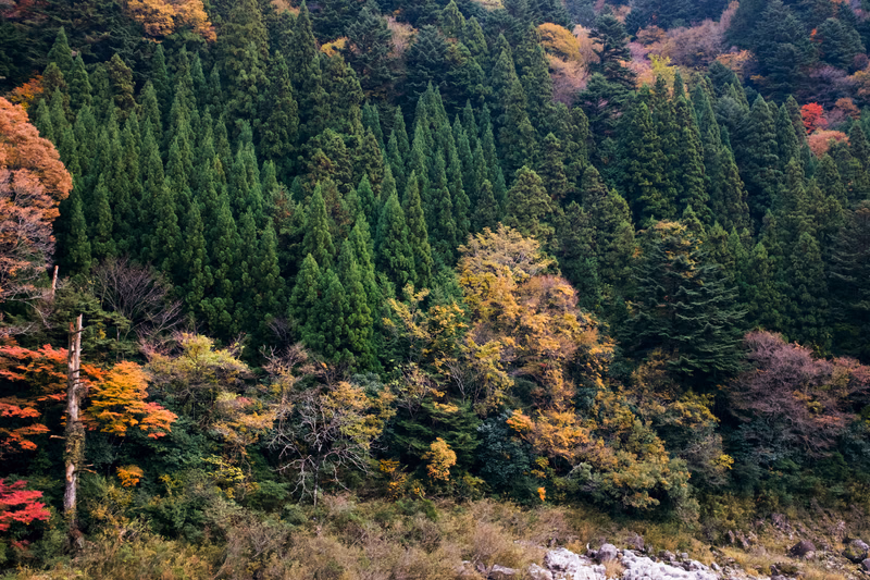 A dense forest of tall, dark green coniferous trees is visible, with patches of colorful autumn foliage at the base.
