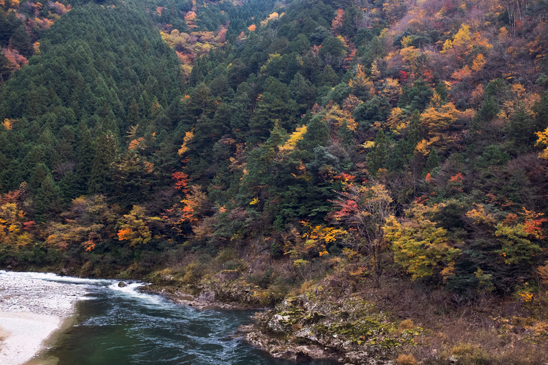 A wide river flows past a dense forest showing vibrant autumn foliage on the slopes.