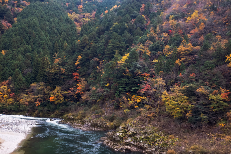 A serene autumn forest with a river flowing through it.