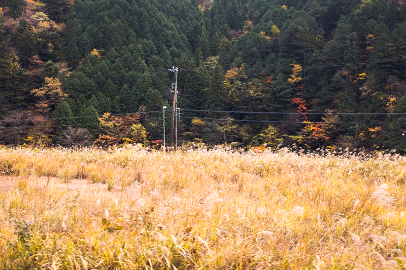 A wide field of tall, golden grass stretches in front of a dense forest with scattered trees showing autumn colors, with power lines running across the middle ground.