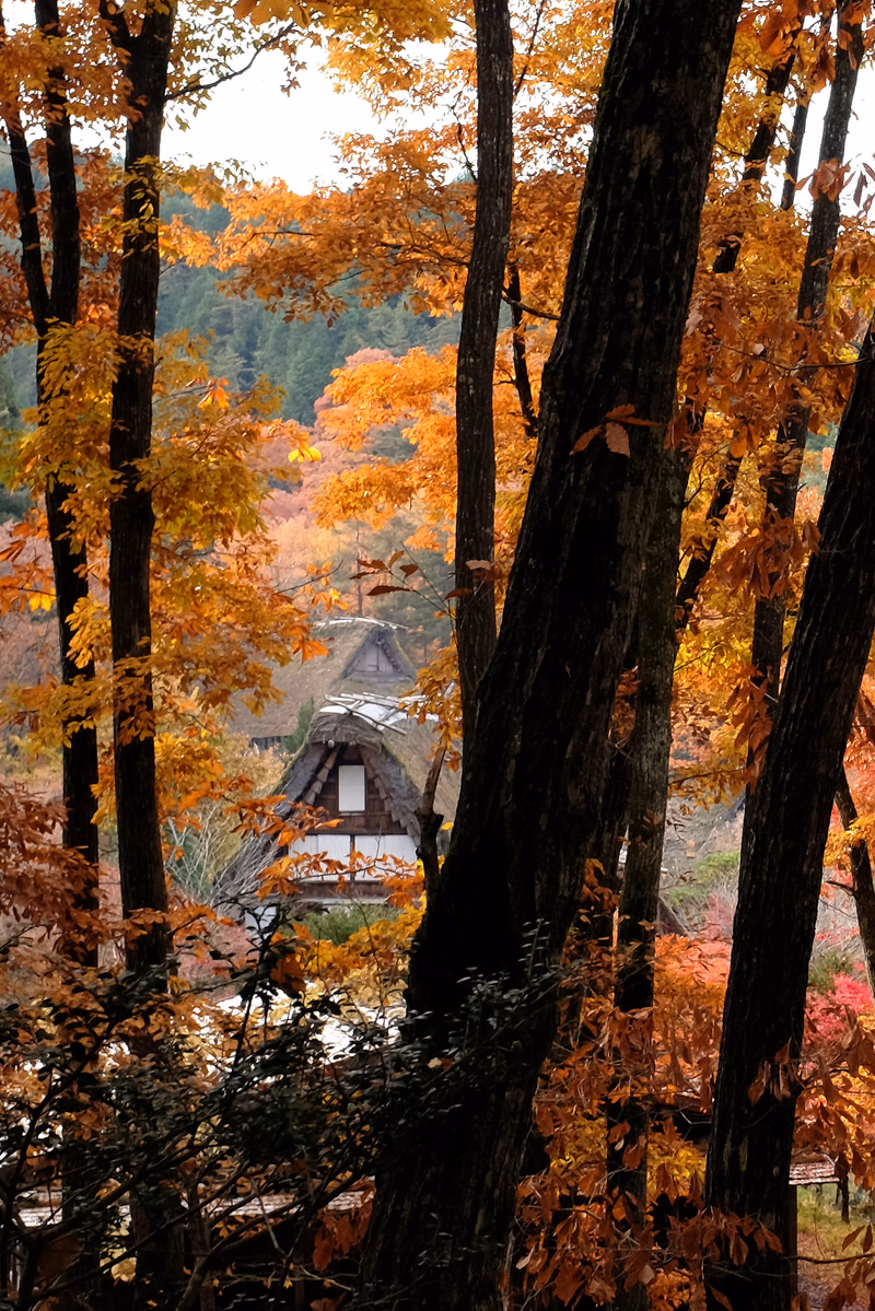 A rustic wooden house is nestled among vibrant orange and yellow autumn trees in a dense forest setting.