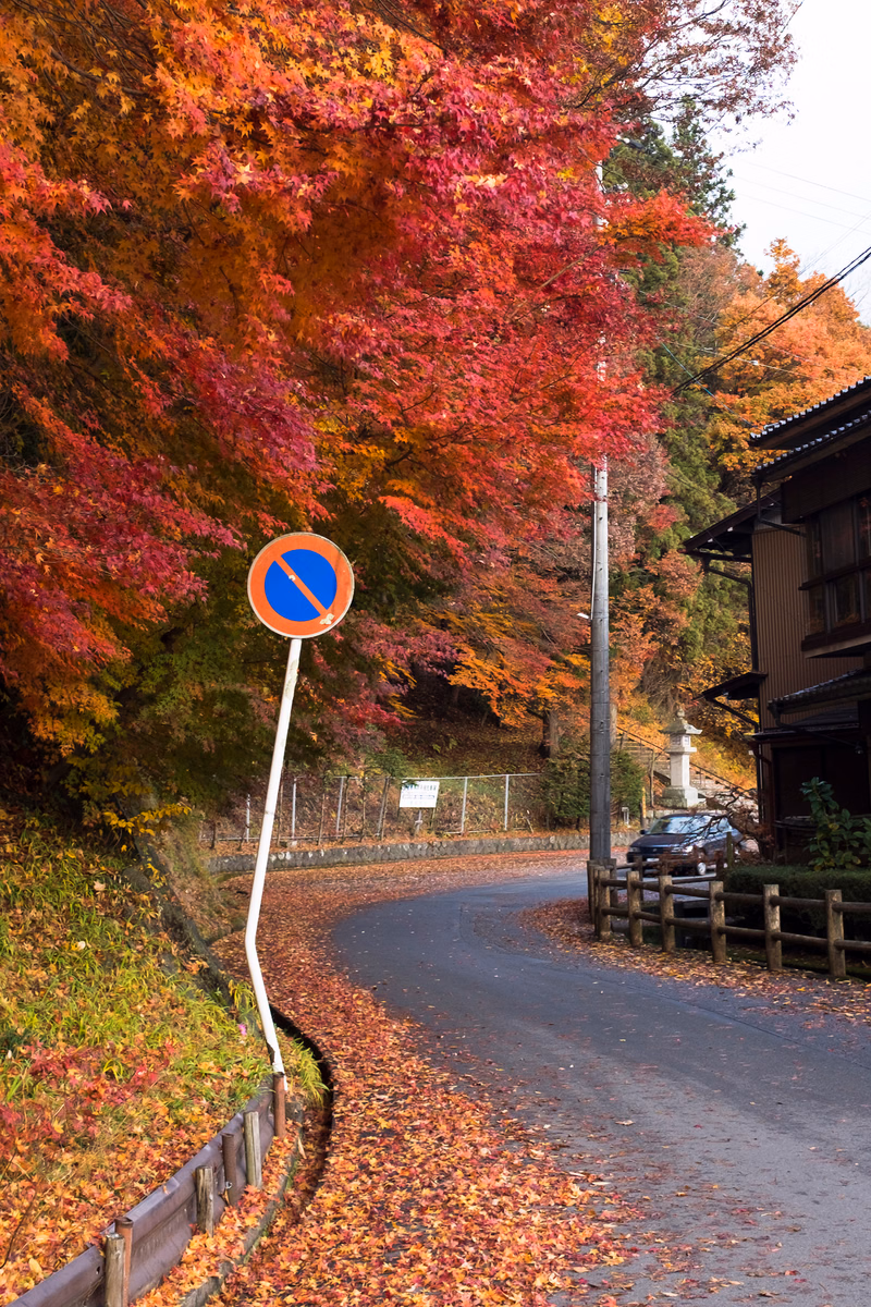 A winding road lined with vibrant red and orange autumn leaves, featuring a circular 'No Entry' traffic sign.
