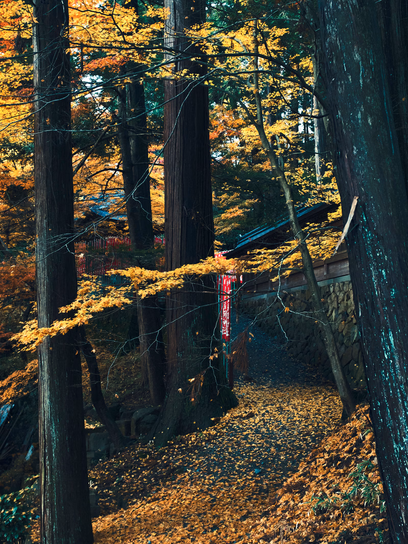 A narrow path winds through tall trees displaying vibrant autumn foliage, with a small structure visible in the background.