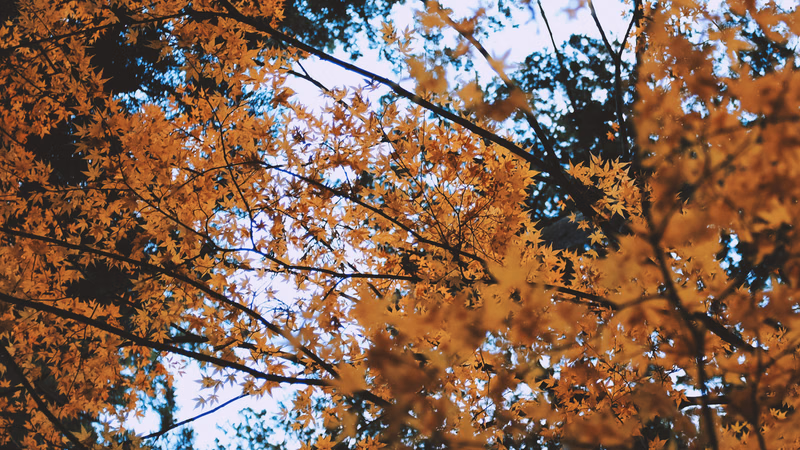 A vibrant view looking up through a canopy of trees displaying bright yellow and orange autumn leaves against a bright sky.