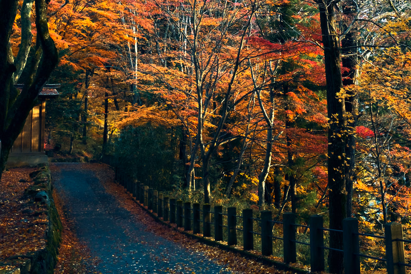 A winding path goes through a dense forest during autumn, featuring vibrant orange and red foliage on the trees.