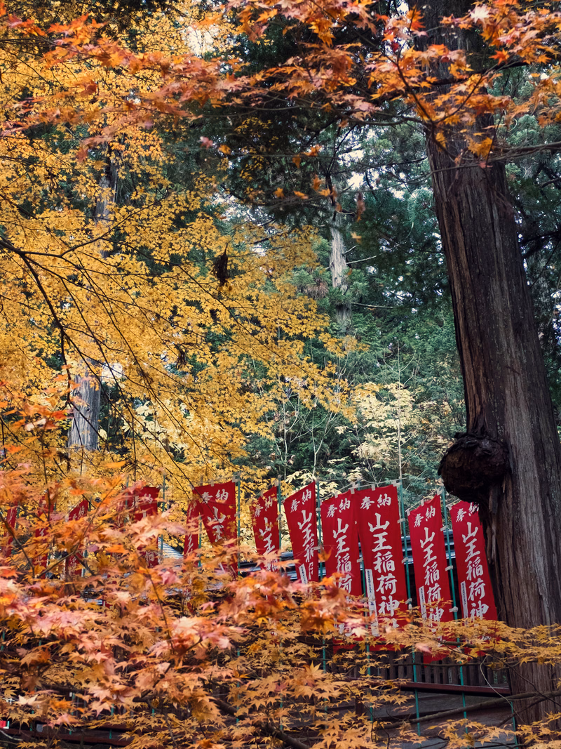 A row of red signs with Japanese characters, such as "山王稲荷神社", is visible beneath vibrant yellow and red autumn foliage.