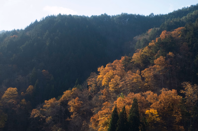 A dense forest covers a hillside, showing a mix of dark green and vibrant autumn colored trees under a bright sky.