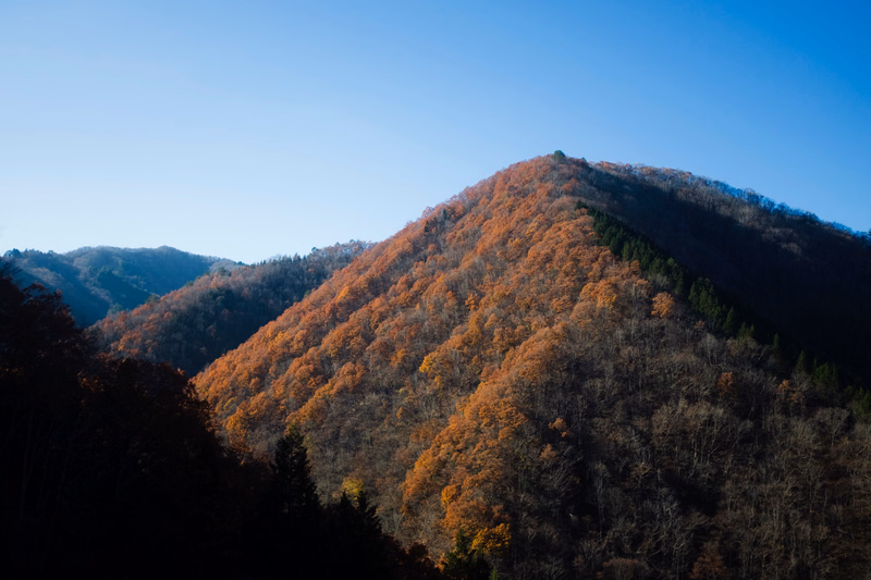 A rolling mountain covered in vibrant autumn foliage under a clear blue sky.